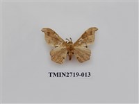 藏品(尺蛾270)的圖片